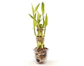 Indoor Live Plants - 2 or 3 or 6 stalks of lucky in a Clear Glass Vase. Perfect Gift 4 birthday, coworker, anniversary, mom dad daughter