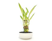 Indoor Live Plants - 2 or 3 or 6 stalks of lucky in a white ceramic Vase. Perfect Gift 4 birthday, coworker, anniversary, mom dad daughter