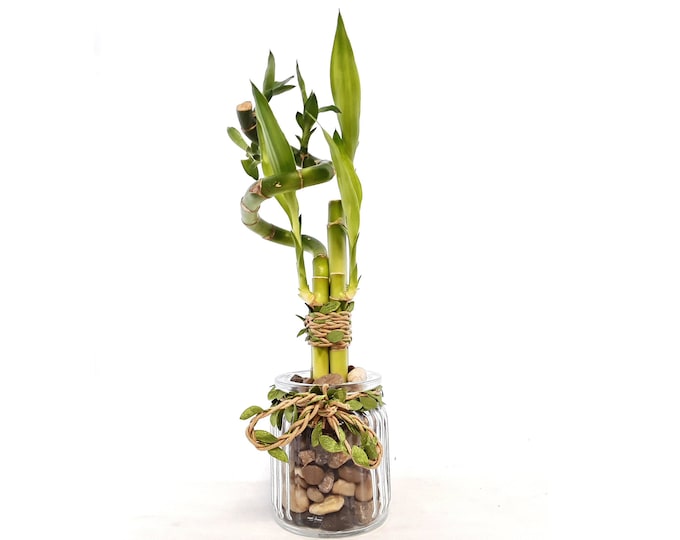 Indoor Live Plants - 4 stalks of lucky bamboo spiral arrangements in a thick round clear glass vase. US seller, 2 days fast shipping.
