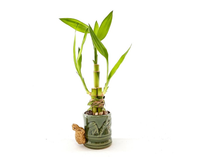 Indoor Live Plants - 3 stalks of lucky bamboo arrangements in a green and yellow 3D Turtle vase. US seller, 2 days fast shipping.