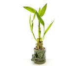 Indoor Live Plants - 3 stalks of lucky bamboo arrangements in a green 3D frog vase. US seller, 2 days fast shipping.
