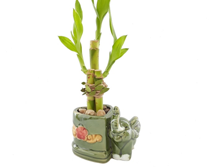 Lucky Bamboo in Heart Shaped Pot with Ceramic Elephant, Office Decor, Live Plant Gift