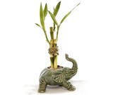 Indoor Live Plants - 3 or 6 stalks of lucky bamboo arrangements in a trunk up lucky elephant vase. US seller, 2 days fast shipping.
