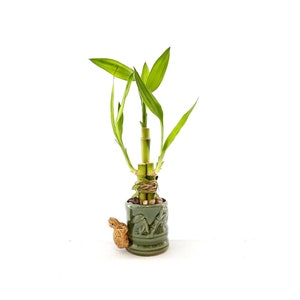 Indoor Live Plants 3 stalks of lucky bamboo arrangements in a green and yellow 3D Turtle vase. US seller, 2 days fast shipping. image 1
