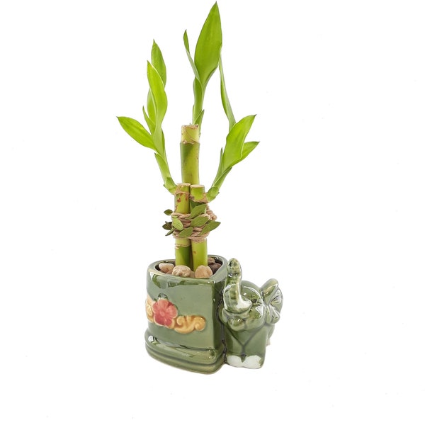 Lucky Bamboo in Heart Shaped Pot with Ceramic Elephant, Office Decor, Live Plant Gift