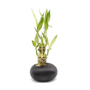Black Zen Rock Ceramic Vase with 3 styles of Lucky Bamboo plants. Gift with Peace Love and Joy. Great for meditation altar, birthday and fun