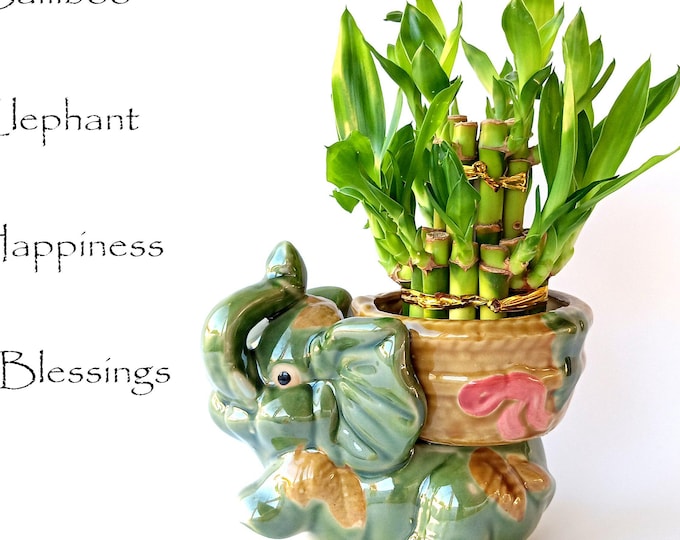 Lucky Bamboo plus Lucky Elephant. 21 stalks Powerful blessings with double Happiness. Gift 4 birthday, coworker, anniversary, mom daughter.
