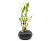 Black Zen Rock Ceramic Vase with 3 styles of Lucky Bamboo plants. Gift with Peace Love and Joy. Great for meditation altar, birthday and fun