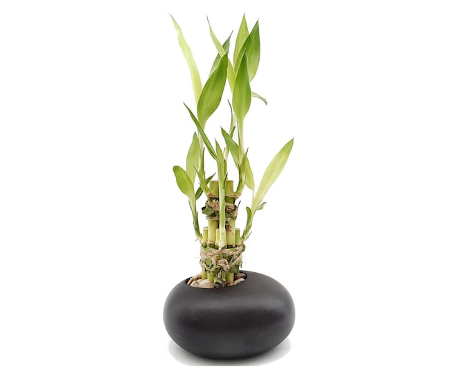 Black Zen Rock Ceramic Vase with 3 styles of Lucky Bamboo plants. Gift with Peace Love and Joy. Great for meditation altar, birthday and fun