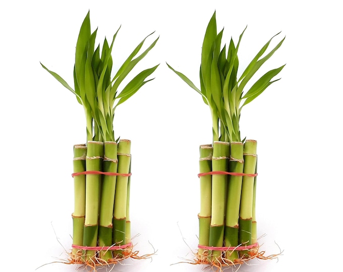 10 pcs 4" Top Quality Lucky bamboo (8" tall including leaves). Green Fresh Healthy indoor live plants with Beautiful Long Leaves. DIY Gift.