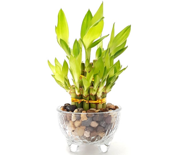Lucky Bamboo Plants - 21 stalks indoor live plants bundle with vase. Perfect Small Gift for house warming, birthday, coworker, anniversary,