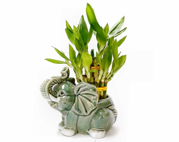 21 stalks Lucky Bamboo in a Trunk Up Elephant ceramic Vase. Perfect double lucks small Gift 4 birthday, coworker, anniversary, mom daughter