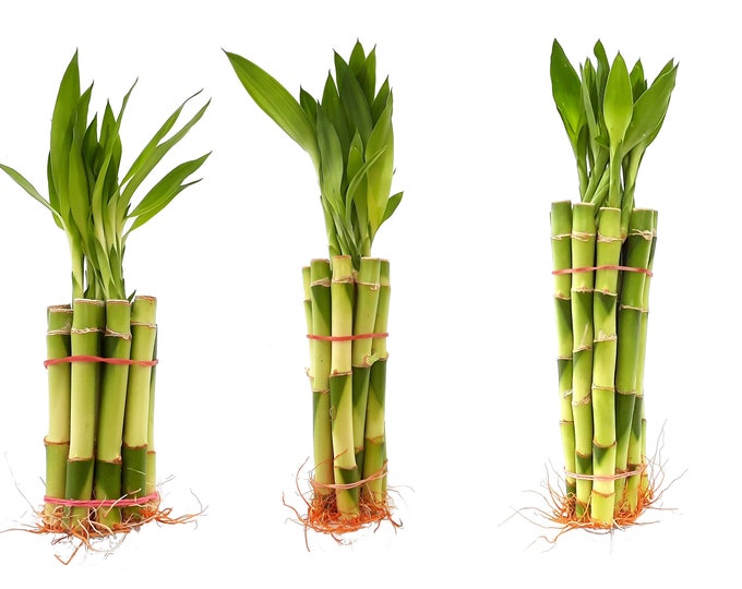 Lot of 30 stalks mixed sizes indoor live plants FRESH lucky bamboo for party wedding and souvenir gift. US seller, 2 days fast shipping.