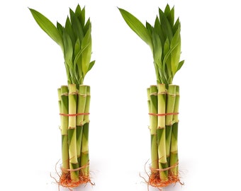 10 pcs 6" Top Quality Lucky bamboo (12" tall including leaves). Green Fresh Healthy indoor live plants with Beautiful Long Leaves. DIY Gift.