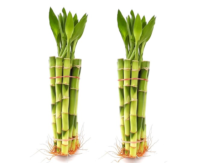 10 pcs 8" Top Quality Lucky bamboo (14" tall including leaves). Green Fresh Healthy indoor live plants with Beautiful Long Leaves. DIY Gift.