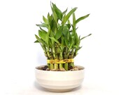 Indoor Live Plants - lucky bamboo 2 tiers tower in a white ceramic Vase. Perfect Gift 4 birthday, coworker, anniversary, mom dad daughter