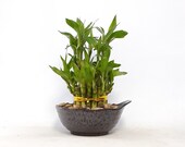Indoor Live Plants - lucky bamboo 2 tiers tower in a black ceramic Vase. Perfect Gift 4 birthday, coworker, anniversary, mom dad daughter