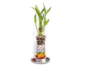 12 Raw Crystal Chakra Stones with 6 stalks lucky bamboo in 8 quot H x 4 quot W Glass Vase with 7 chakra colors ropes wrap. Good Vibes with Blessings.