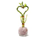 Heart Shaped Lucky Bamboo with Rose Quartz in a Glass Vase. Luck and Love for lover, mother wife sister daughter aunt grandma best friends