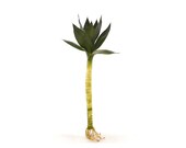 Large Size Lotus Style Lucky Bamboo Plant, total length is about 18 quot to 22 quot . Single Lotus Flower Bamboo Stalk, Live Indoor Plant, Desk Plant