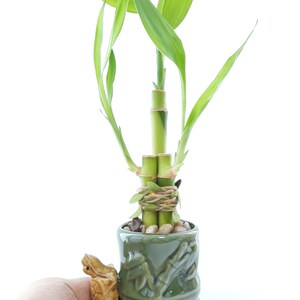 Indoor Live Plants 3 stalks of lucky bamboo arrangements in a green and yellow 3D Turtle vase. US seller, 2 days fast shipping. image 6