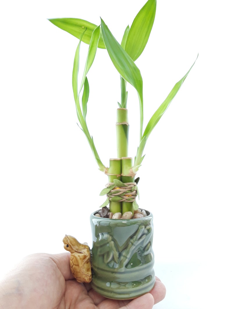 Indoor Live Plants 3 stalks of lucky bamboo arrangements in a green and yellow 3D Turtle vase. US seller, 2 days fast shipping. image 6