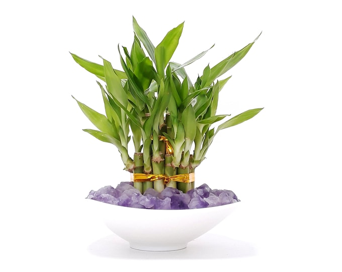 Powerful blessing 21 stalks Lucky bamboo gift set. Choose Raw Amethyst or Tumbled Black Obsidian as Vase filler. Great healing power!