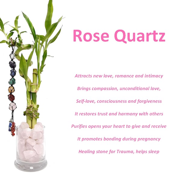 Indoor Live Plants - 4 stalks of lucky bamboo spiral bamboo in a glass vase with tumbled Rose Quartz Crystal vase filler. Gift for Love