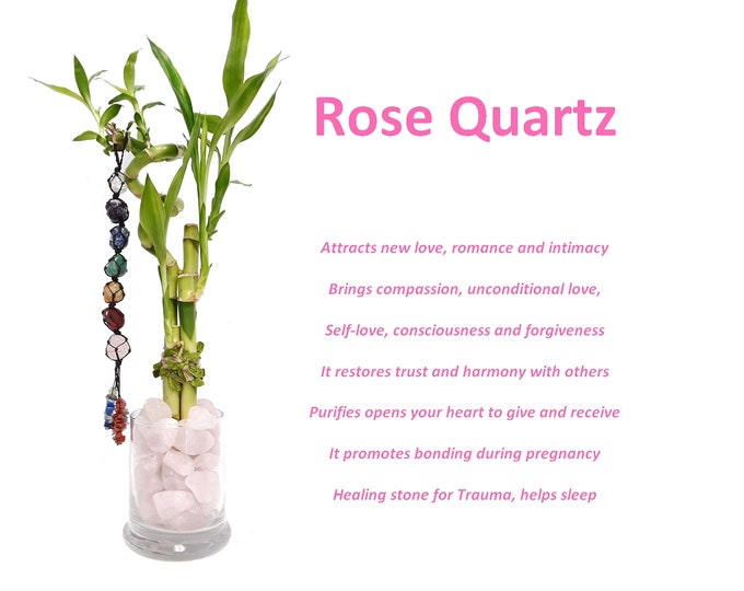 Indoor Live Plants - 4 stalks of lucky bamboo spiral bamboo in a glass vase with tumbled Rose Quartz Crystal vase filler. Gift for Love