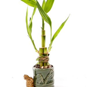 Indoor Live Plants 3 stalks of lucky bamboo arrangements in a green and yellow 3D Turtle vase. US seller, 2 days fast shipping. image 2