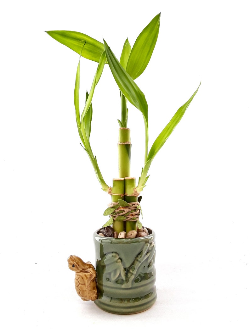 Indoor Live Plants 3 stalks of lucky bamboo arrangements in a green and yellow 3D Turtle vase. US seller, 2 days fast shipping. image 2
