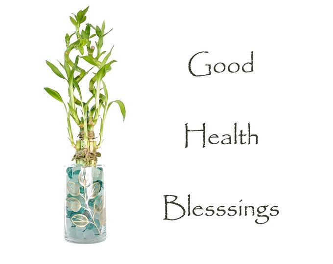 Good Health Blessings!!!  7 stalks Lucky Bamboo in door plants in a glass vase. No Sunlight needed. Just roots in water and keep in door!