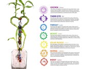 Indoor Live plants Heart Shaped Lucky Bamboo and 2x4 quot bamboo in a glass vase with Rose Quartz crystal. 7 chakras crystal charms optional.