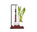 Prosperity, Protection and Luck! 6 stalks Lucky Bamboo gift set with 7 chakra Crystal hanging charm, 9 I Ching Coins and a sitting monk. 