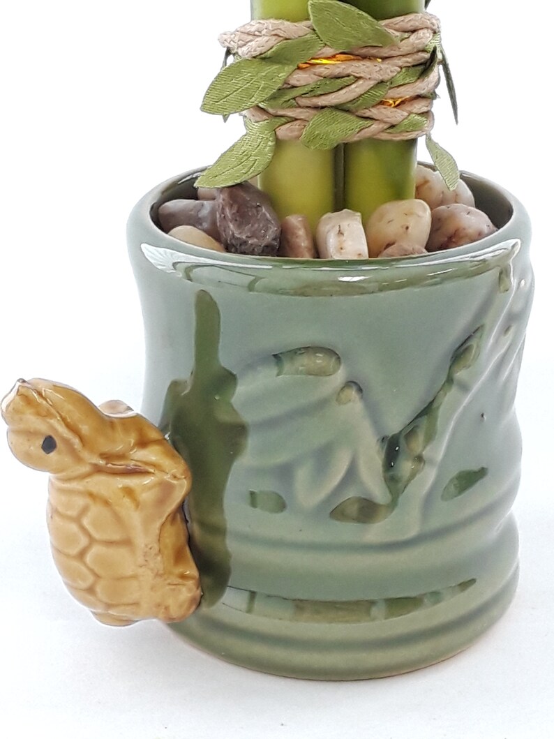 Indoor Live Plants 3 stalks of lucky bamboo arrangements in a green and yellow 3D Turtle vase. US seller, 2 days fast shipping. image 4