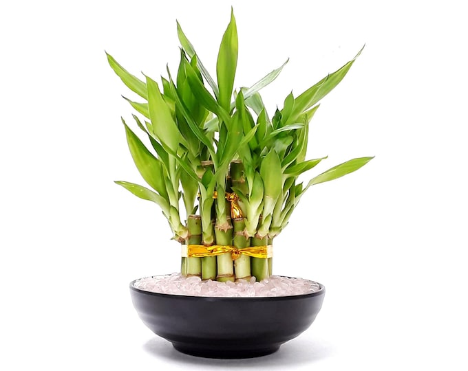 Powerful blessing 21 stalks Lucky bamboo gift set with Natural crystal vase filler. Housewarming gift, meditation gift and Get Well surprise