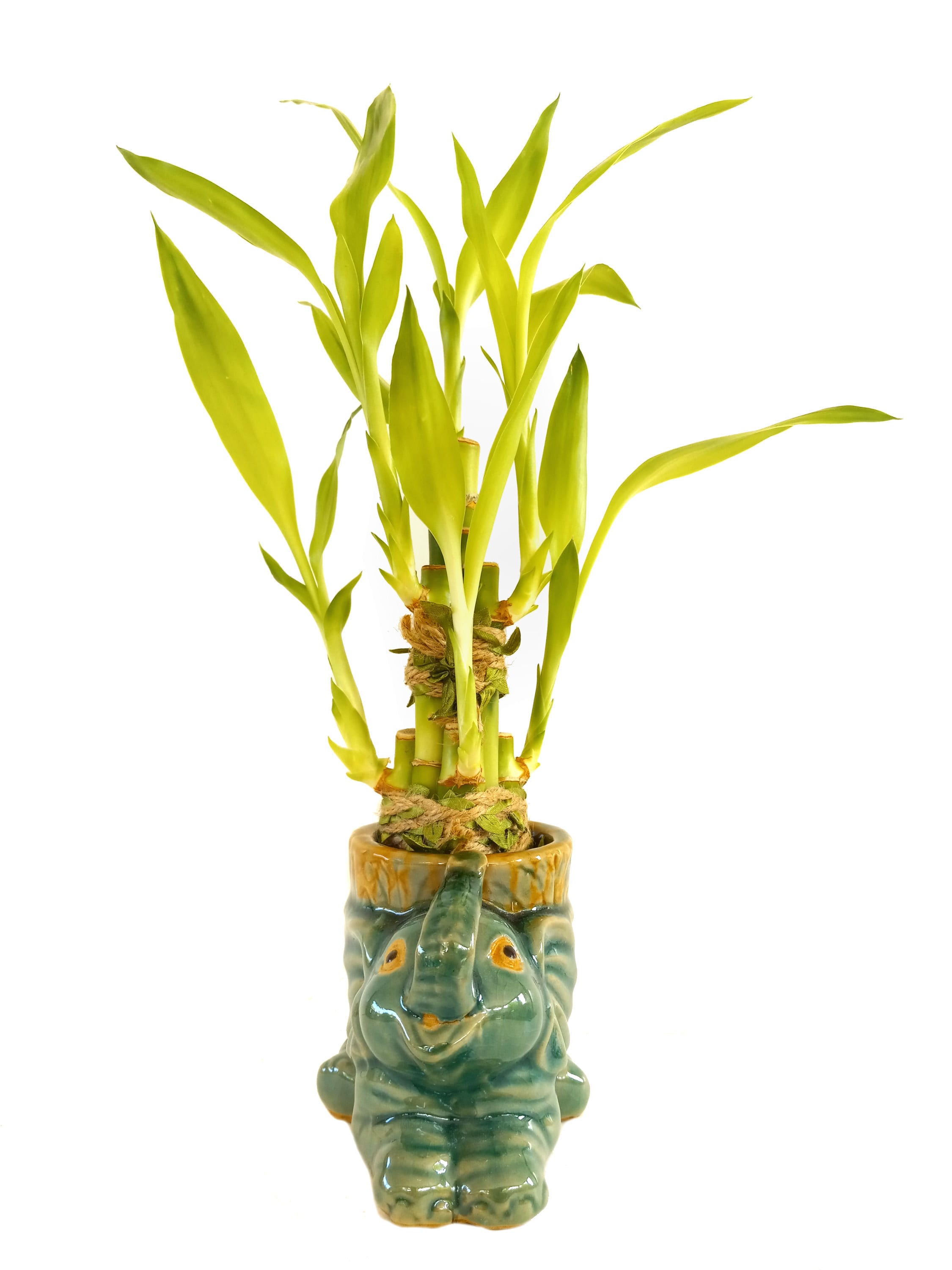 Bad Luck Plants for Home in 2024 | Unlucky Plants in Feng Shui