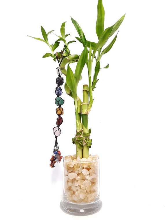 Indoor Live Plants - 4 Stalks of Lucky Bamboo Spiral Bamboo in a Glass Vase  With Tumbled Citrine Stone Crystal Filler. - Etsy
