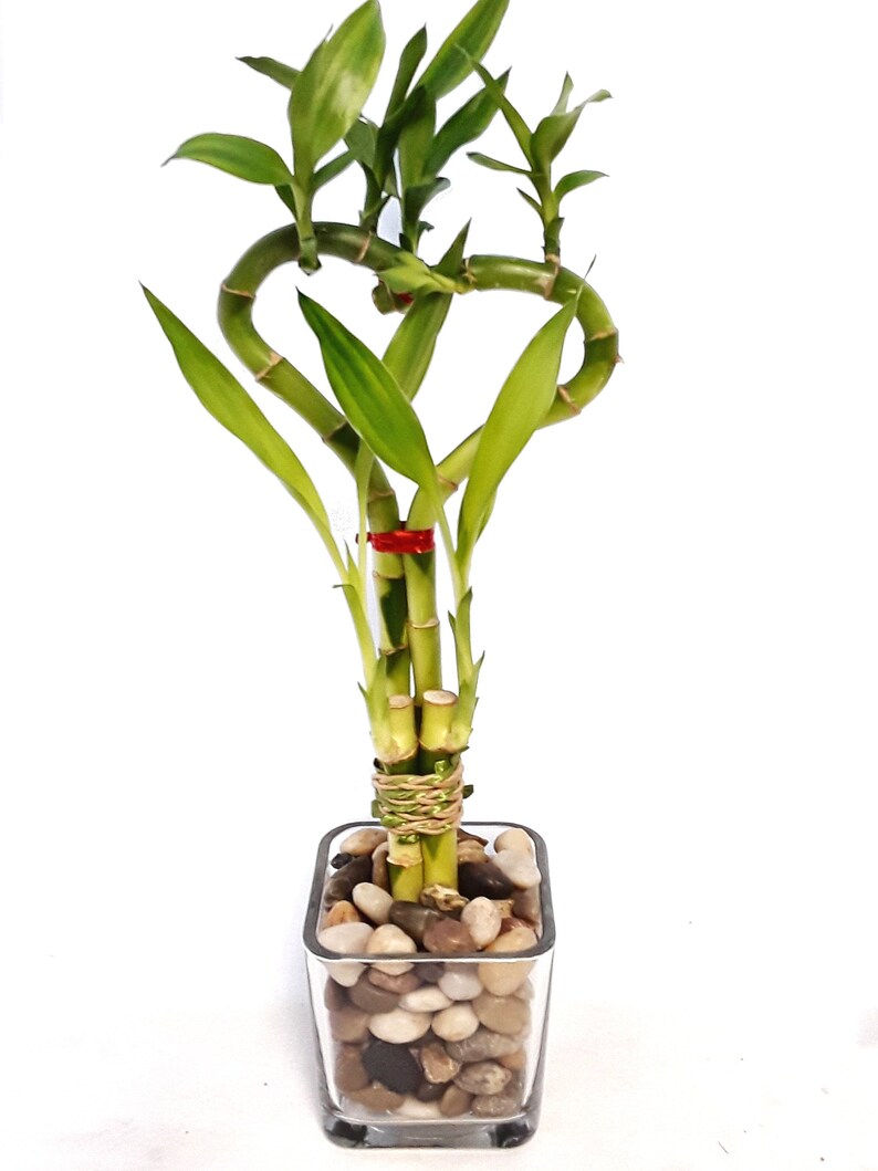Indoor Live plants Heart Shaped Lucky Bamboo in a thick glass Etsy
