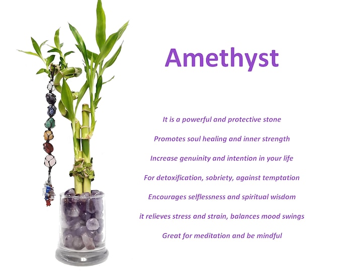 Indoor Live Plants - 4 stalks of lucky bamboo spiral bamboo in a glass vase with tumbled Amethyst rocks vase filler.  gorgeous gift sets.