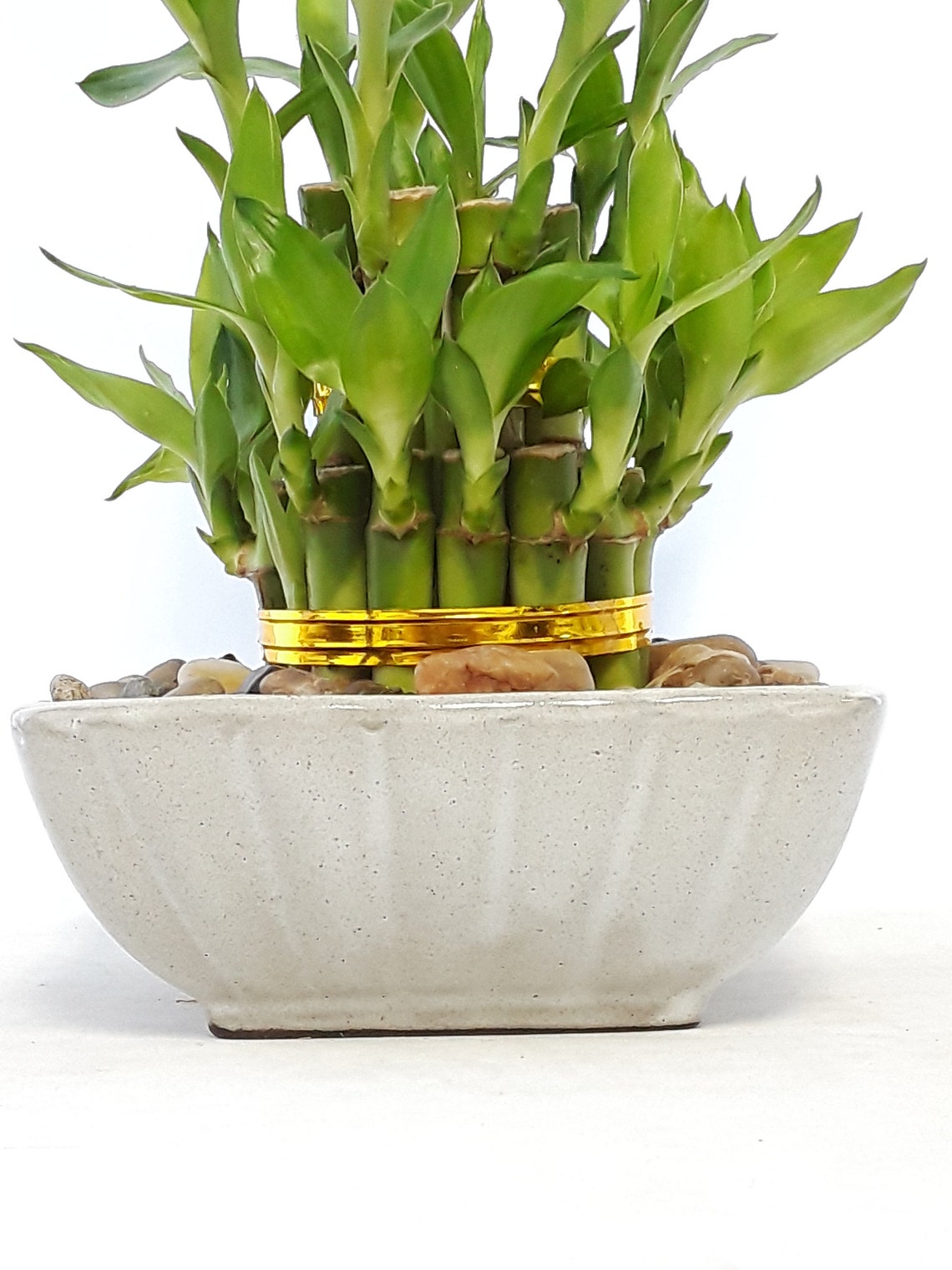 Small lucky bamboo 21 stalks tower in a grey ceramic Vase. Etsy
