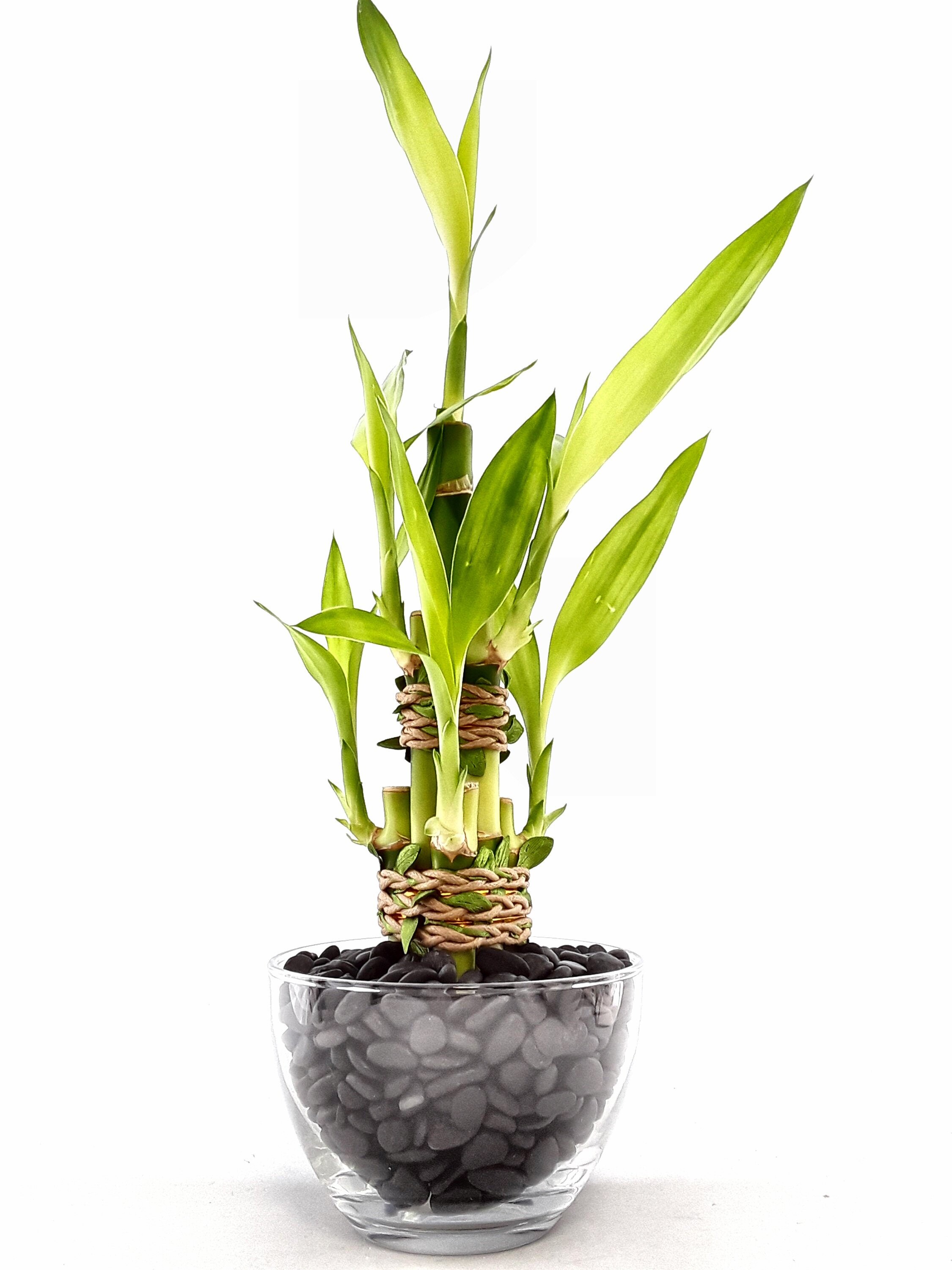 Indoor Live Plants 2 or 3 or 6 stalks of lucky in a Clear Etsy