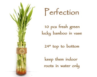 Perfection & complacent. 10 stalks Lucky bamboo gift set in Glass Vase. Gift for Birthday, Graduation, Housewarming, meditation and Get Well