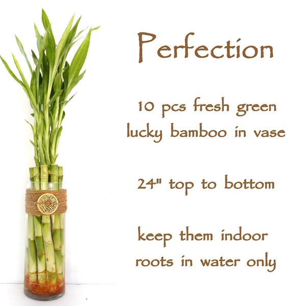 Lucky Bamboo Art Etsy