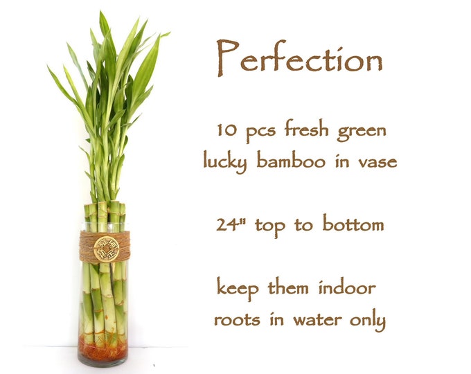 Perfection & complacent. 10 stalks Lucky bamboo gift set in Glass Vase. Gift for Birthday, Graduation, Housewarming, meditation and Get Well