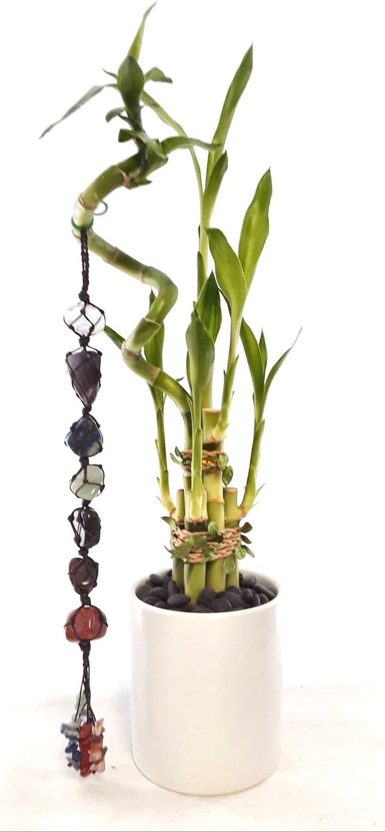 Indoor Live Plants 6 stalks lucky bamboo spiral in a clean