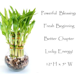 May include: A green lucky bamboo plant in a clear glass vase with brown stones. The plant is 12 inches tall and 5 inches wide. The text on the image reads: "Powerful Blessings, Fresh Beginning, Better Chapter, Lucky Energy!"