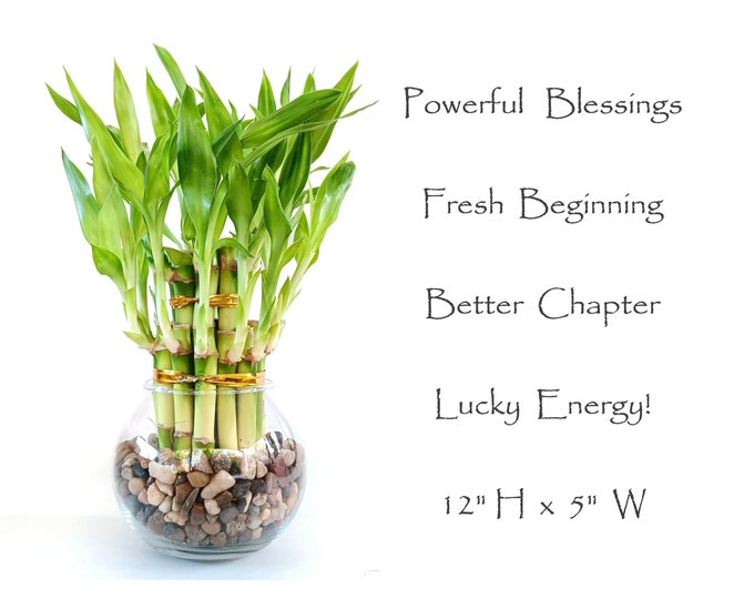 Powerful blessing Large Size 21 stalks Lucky bamboo in a glass vase w/ crystal filler. Housewarming gift, meditation décor and birthday gift