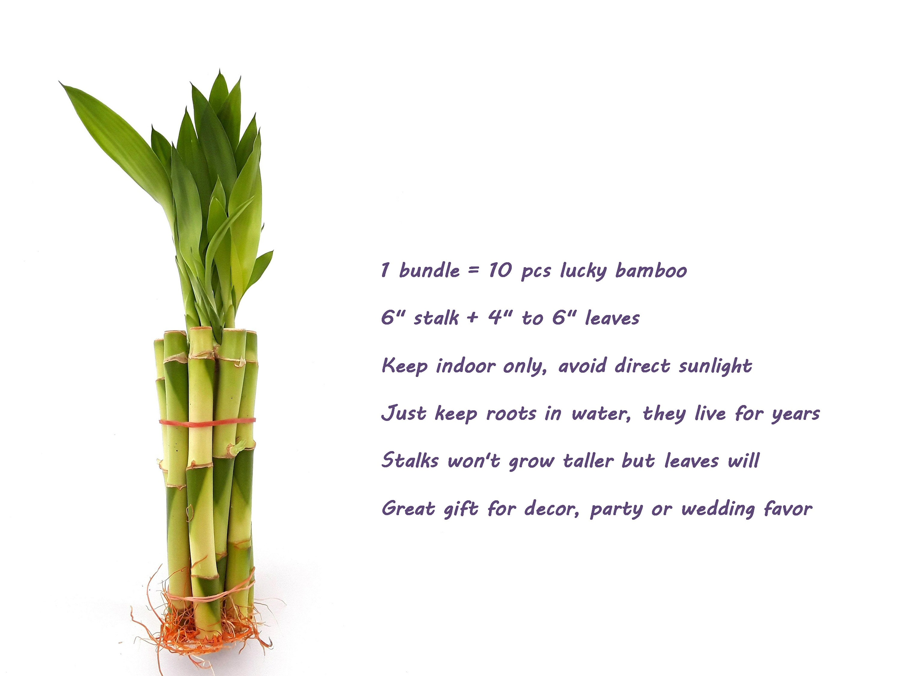 Buy stunning gift of 2 layer lucky bamboo plant n plum cake for christmas  in Pune, Free Shipping - PuneOnlineFlorists
