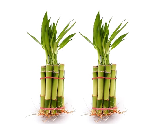 bathroom plant shelf AmazerBath Bamboo Over The Toilet Storage Shelf Forest / Three-Tier/10.04"D x 25.2"W x 70.87"H